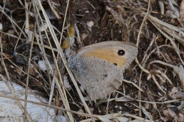 Hyponephele lupina da confermare